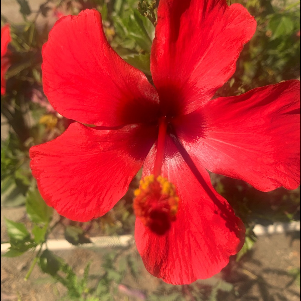 Meet your Posher, Maria